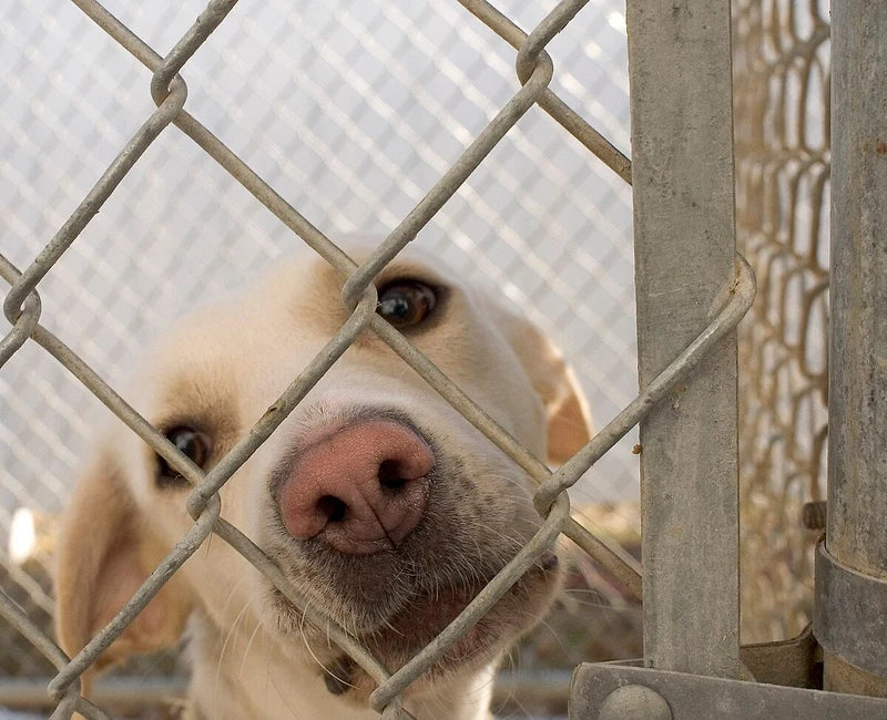 A dog looking through a shelter fence