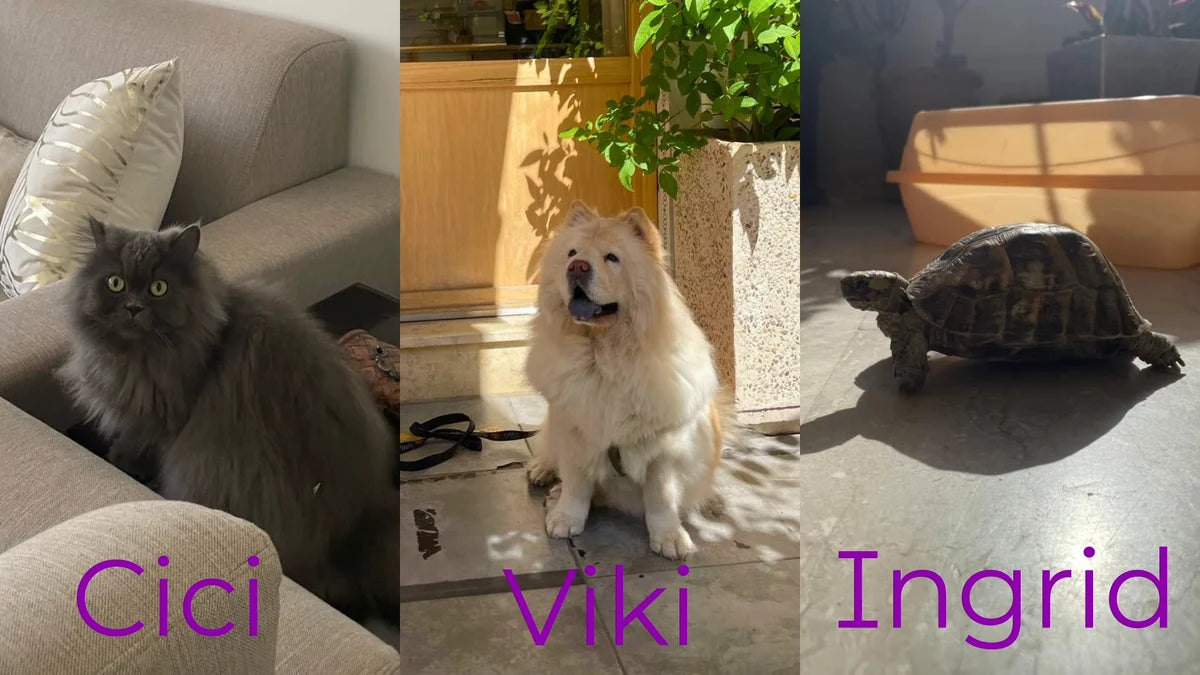 Cici the cat, Viki the dog and Ingrid the tortoise in the original podcast introduction artwork