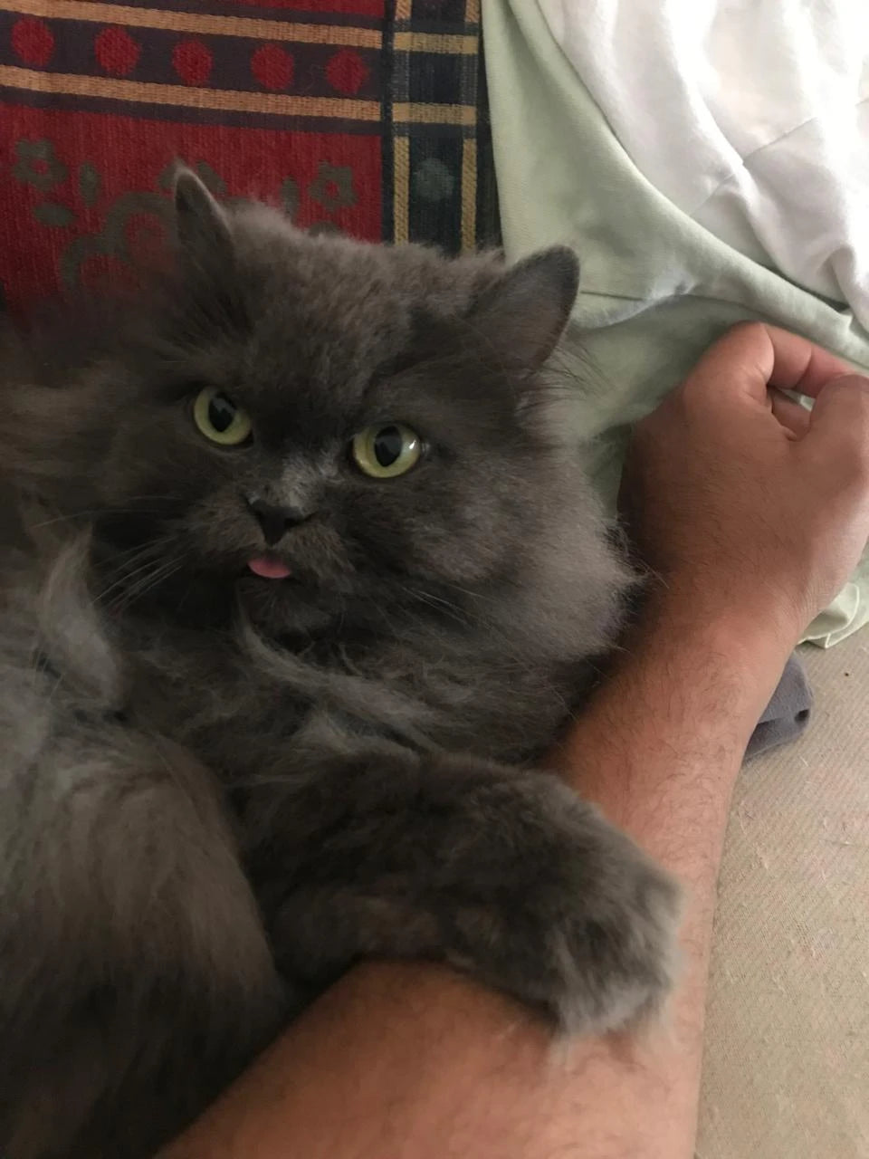 Cici