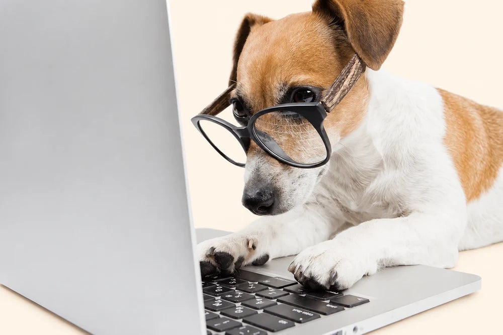 A dog at a computer