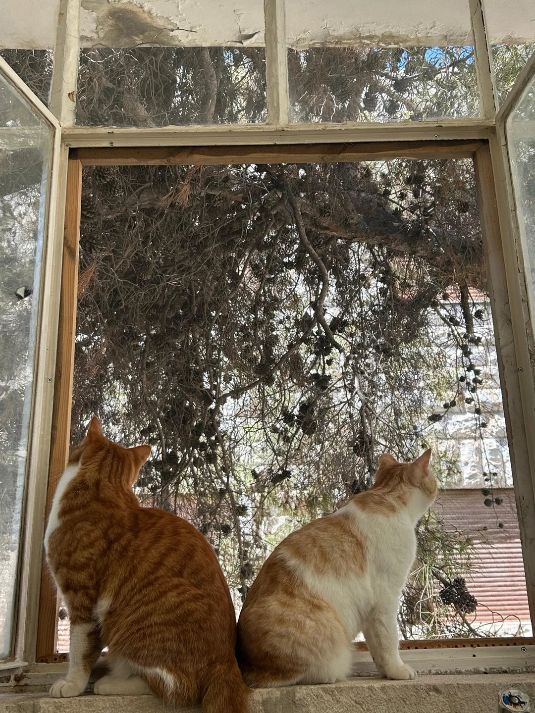 Rushdi & Karazeh